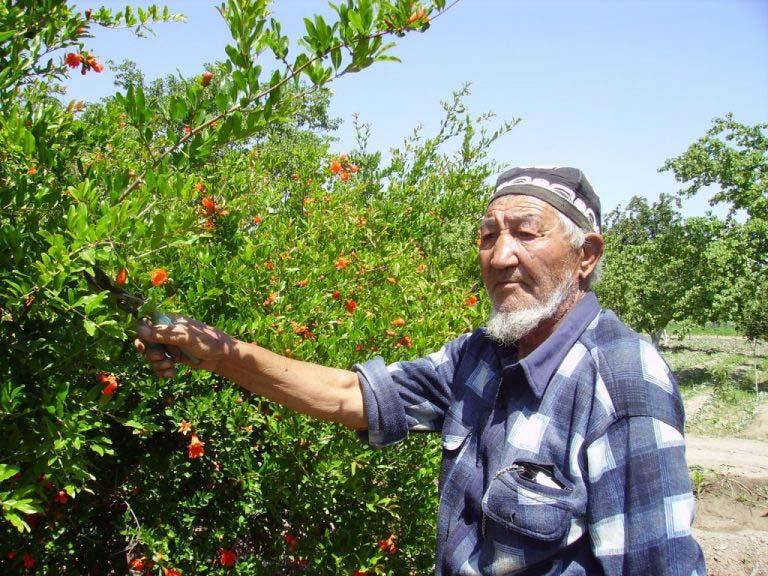 Pomegranate liquor farmer from the village of rustam karakalpastan credit bioversity uzbekistan 2014 768x576